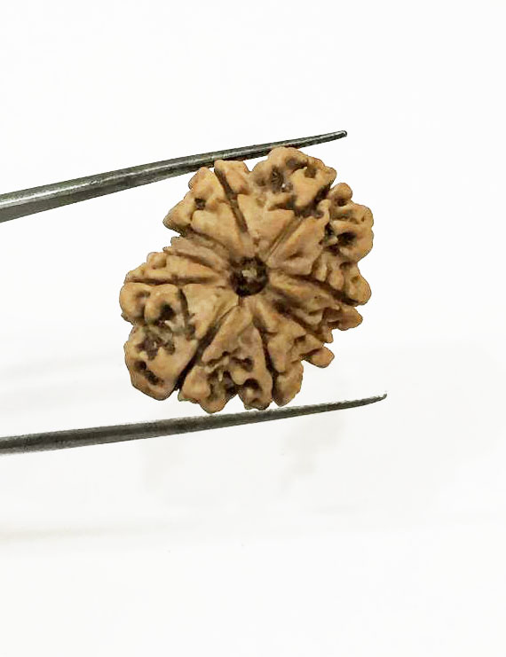9 Mukhi Certified Rudraksha (Nepal Origin)